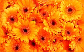 Orange Daisy